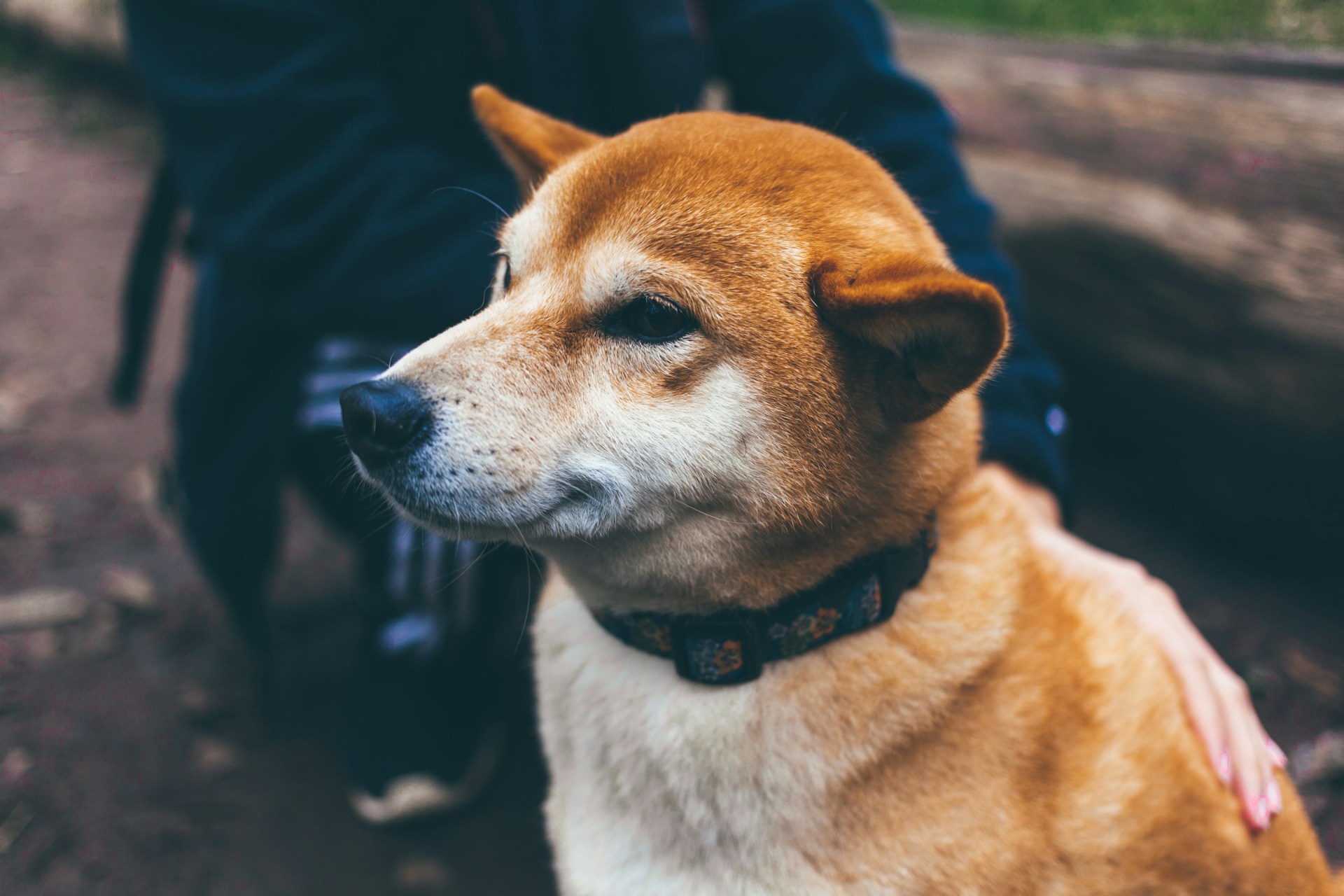 Anémie hémolytique auto immune chez le chien causes symptômes