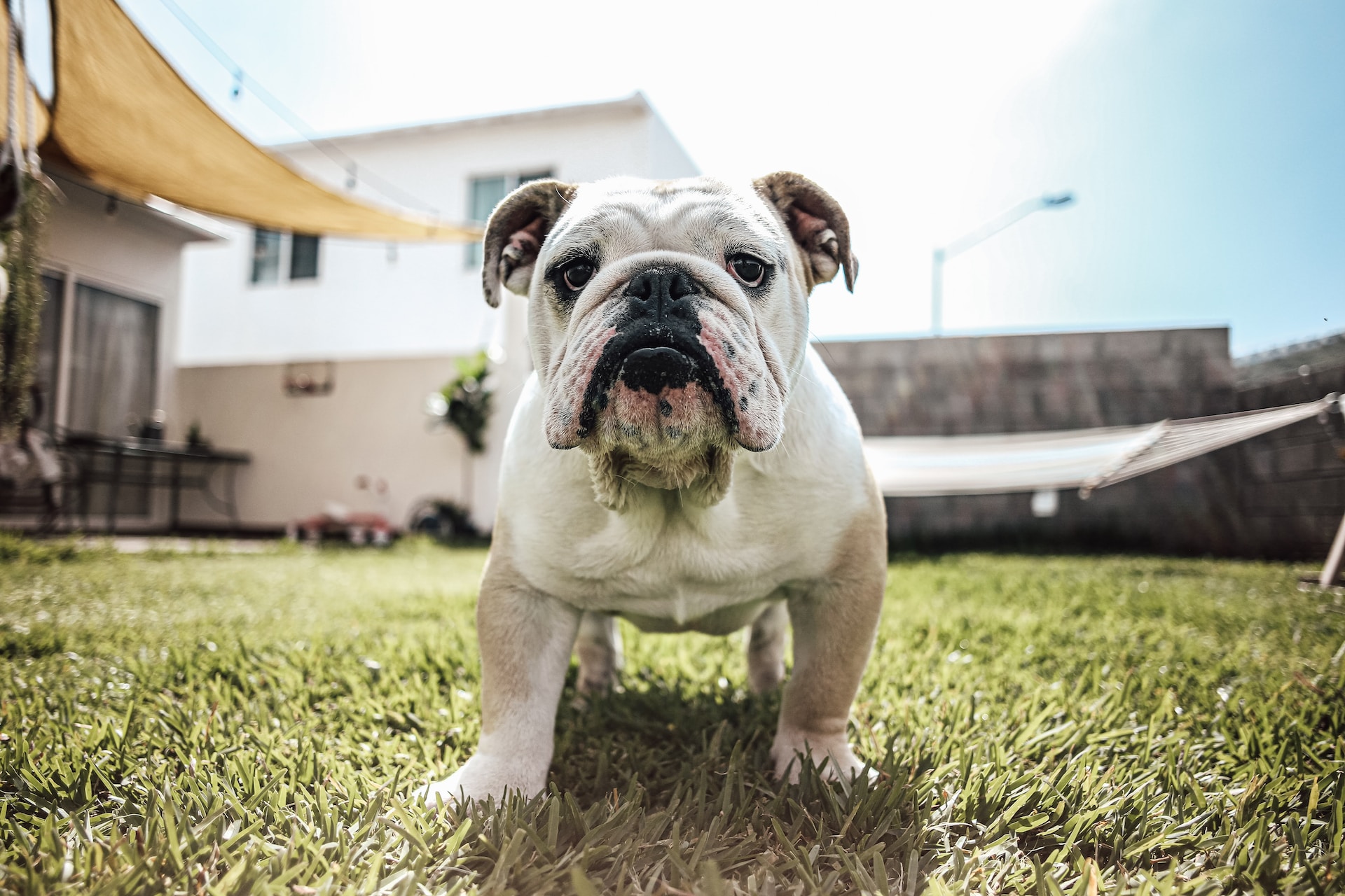 Bulldog : prix, caractère, alimentation, santé