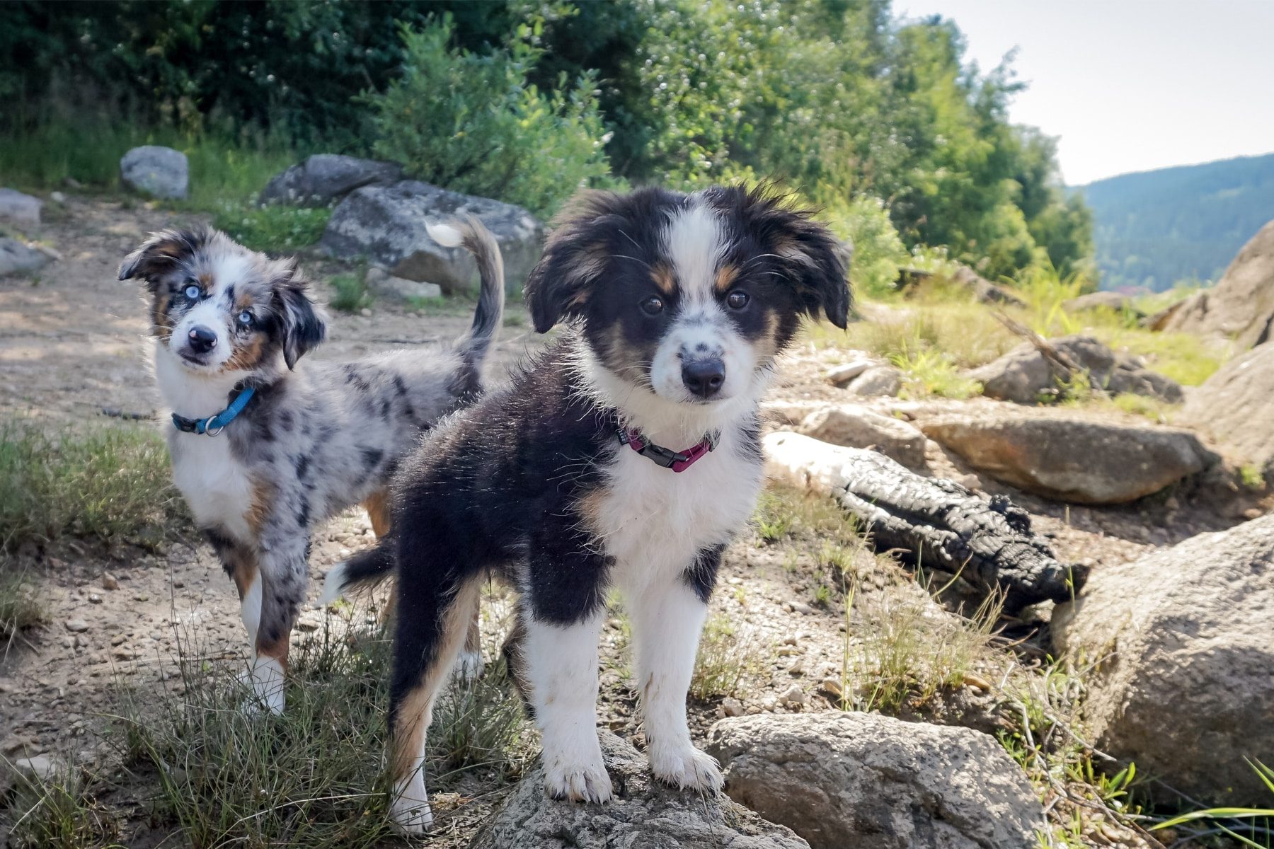 Assurance Cavalier king charles (à partir de 8,90€ / mois) | Goodflair, image size:1800x1200