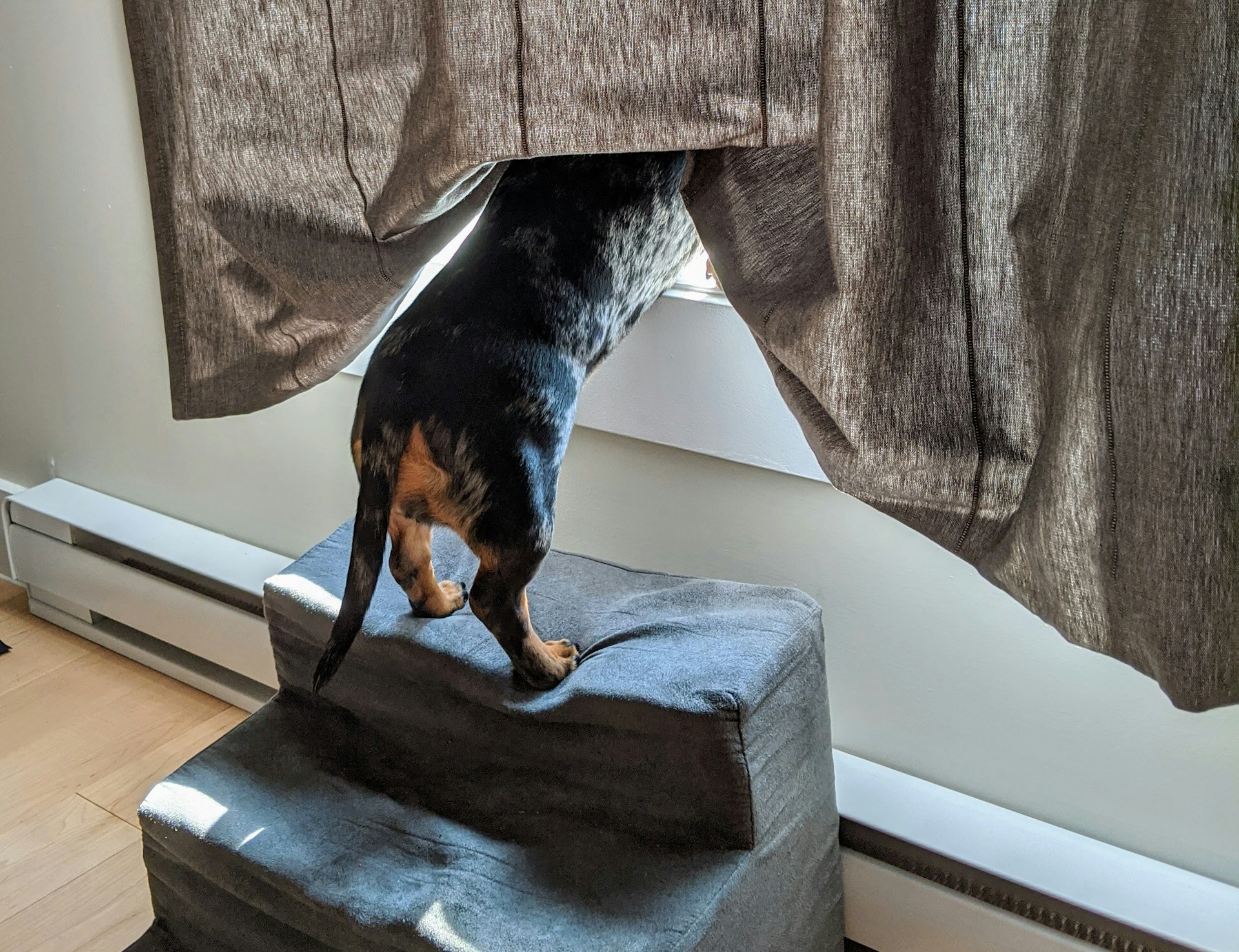 Hernie périnéale du chien comprendre, anticiper et traiter/