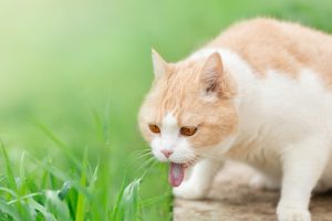 Intoxications : comment éliminer la chimie des produits de soins de mon chat ?