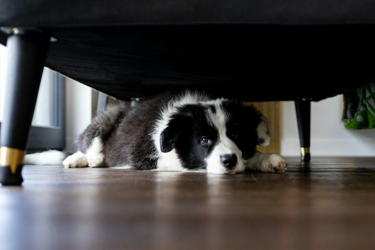 Chien peureux Mon chien a peur de l