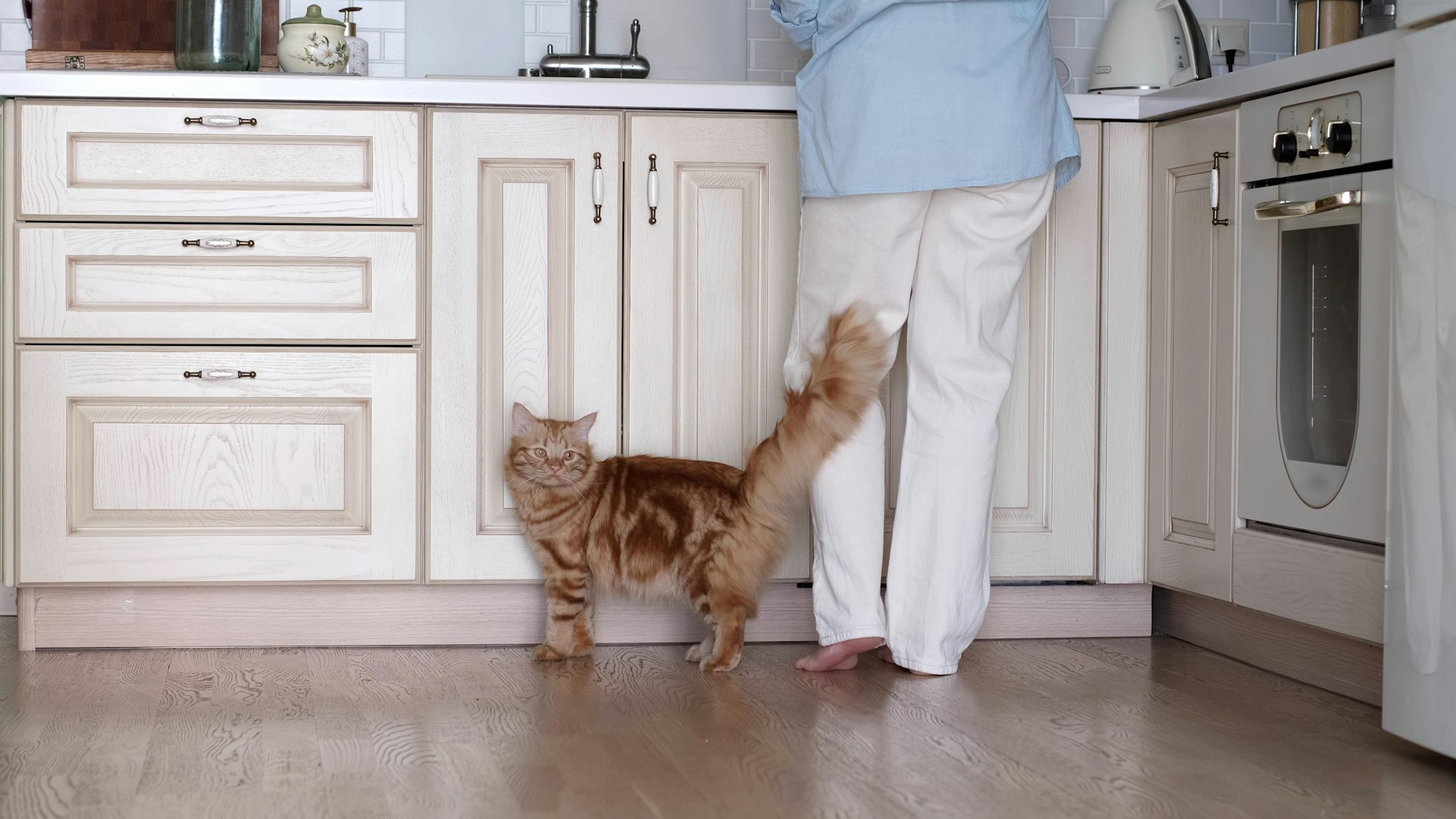 Pourquoi mon chat passe son temps à se frotter aux humains ? Goodflair