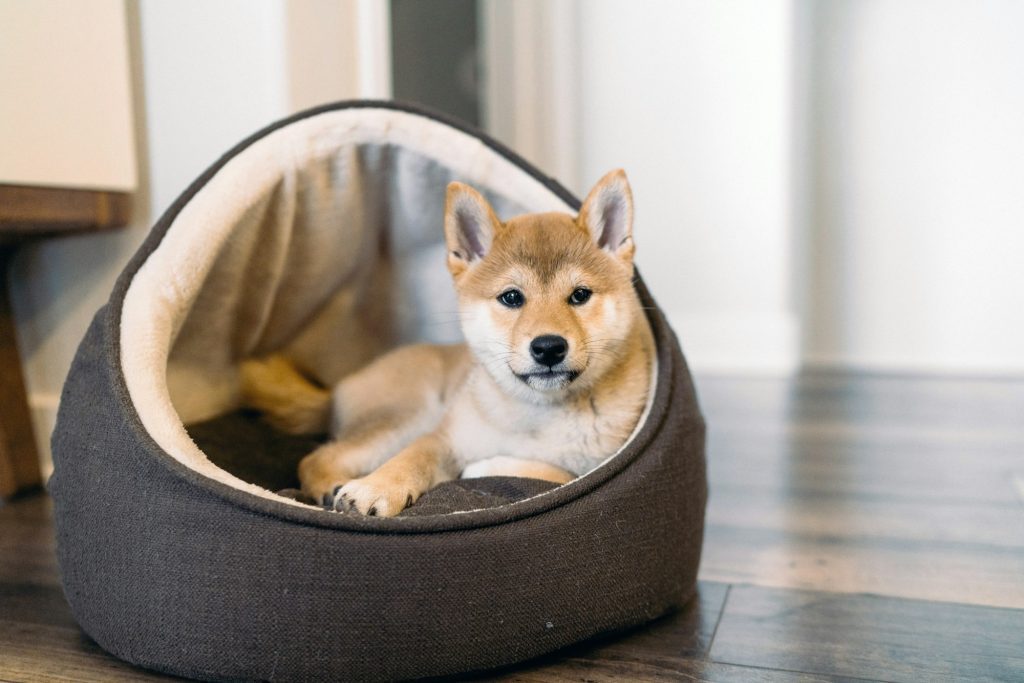 Un panier ou un coussin confortable dans un endroit calme de la nouvelle maison rassurera votre chien