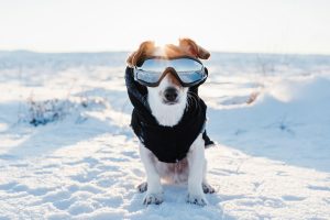 Un manteau pour mon chien, too much ou bonne idée ?