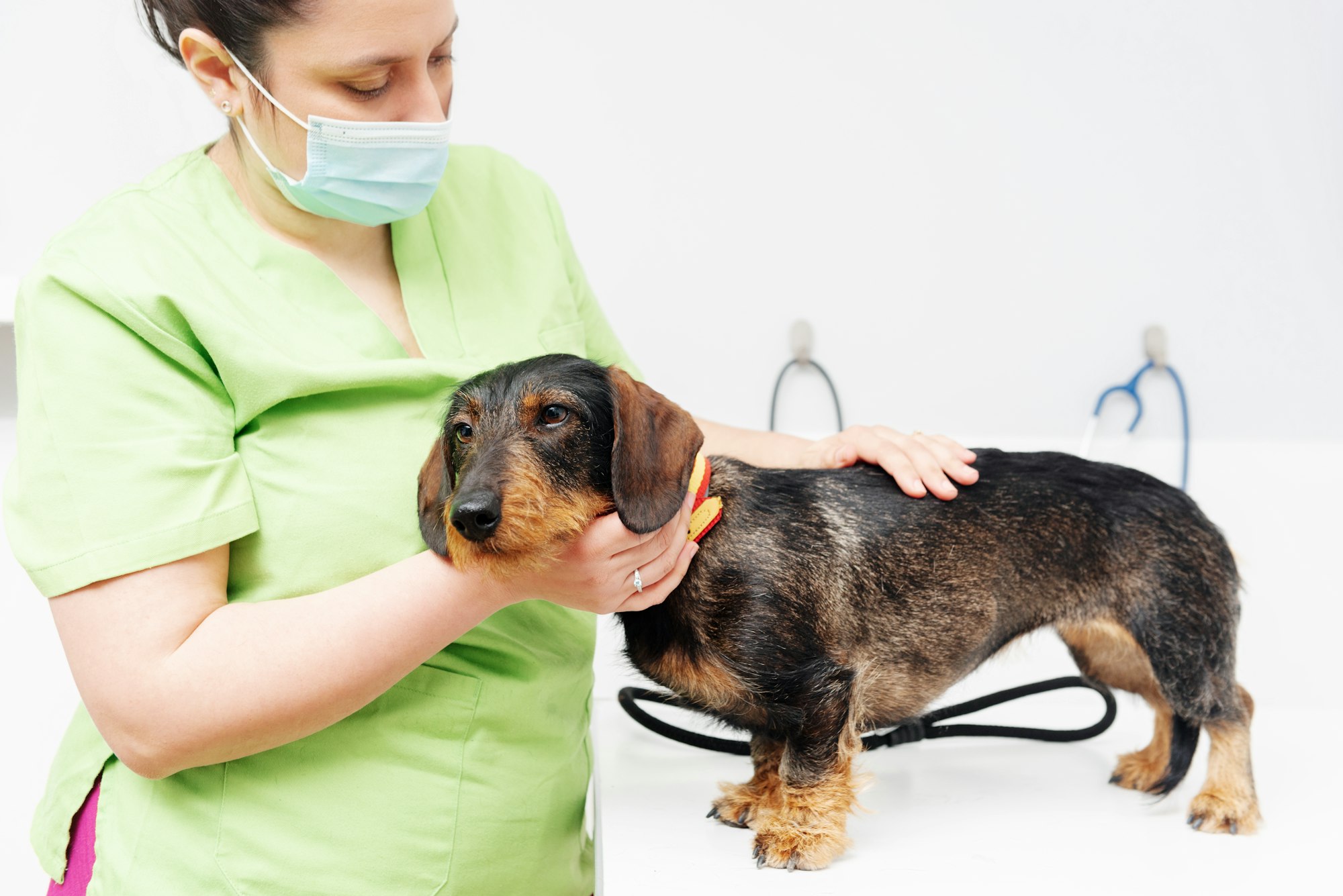 Cancer du poumon chez le chien : causes, symptômes, traitements.