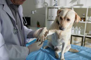 Cancer de la peau chez un chien