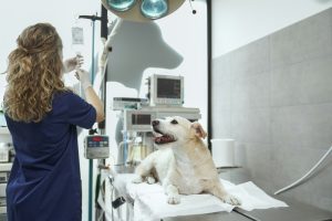 Cancer de l'os chez le chien