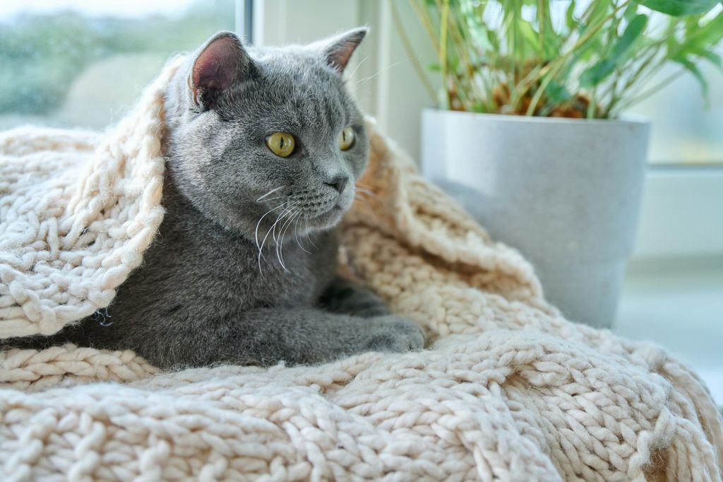 Même les chats les plus aventuriers aiment la chaleur d'une bonne couverture !