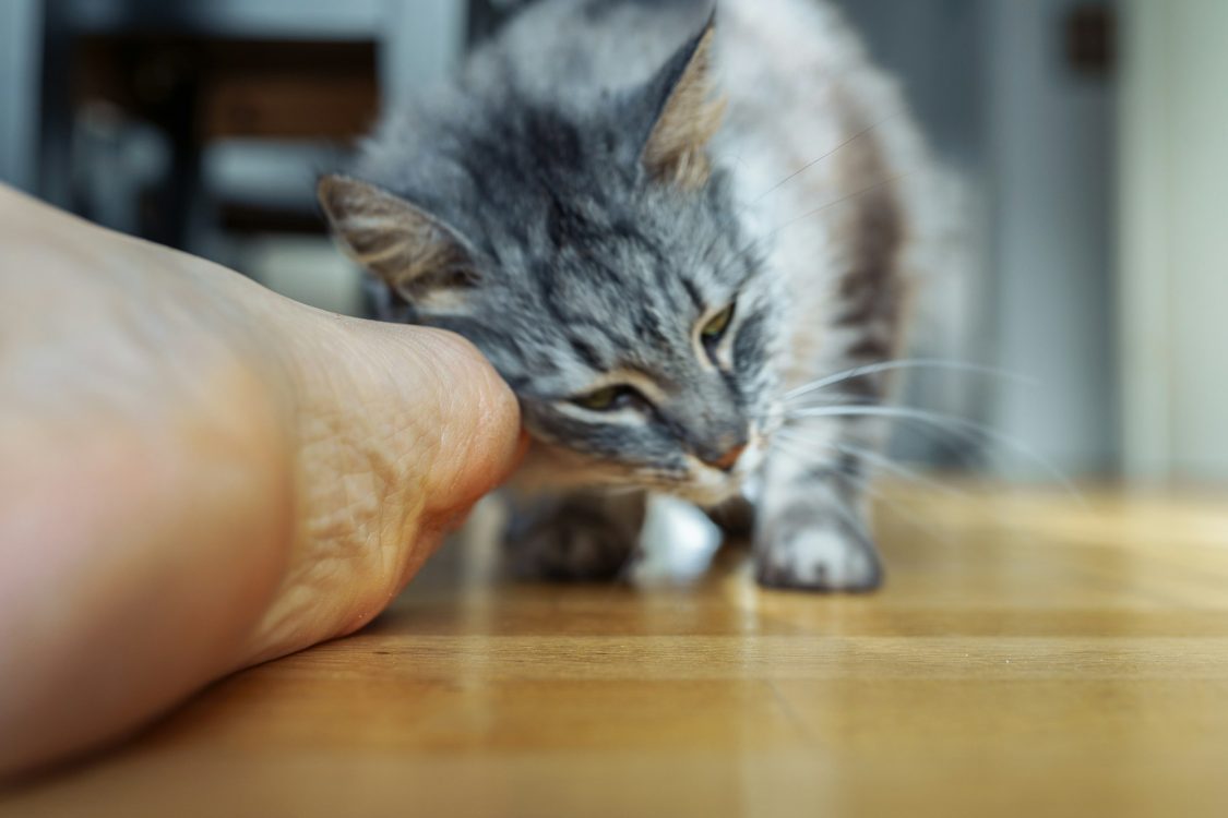 Pourquoi mon chat passe son temps à se frotter aux humains ? Goodflair
