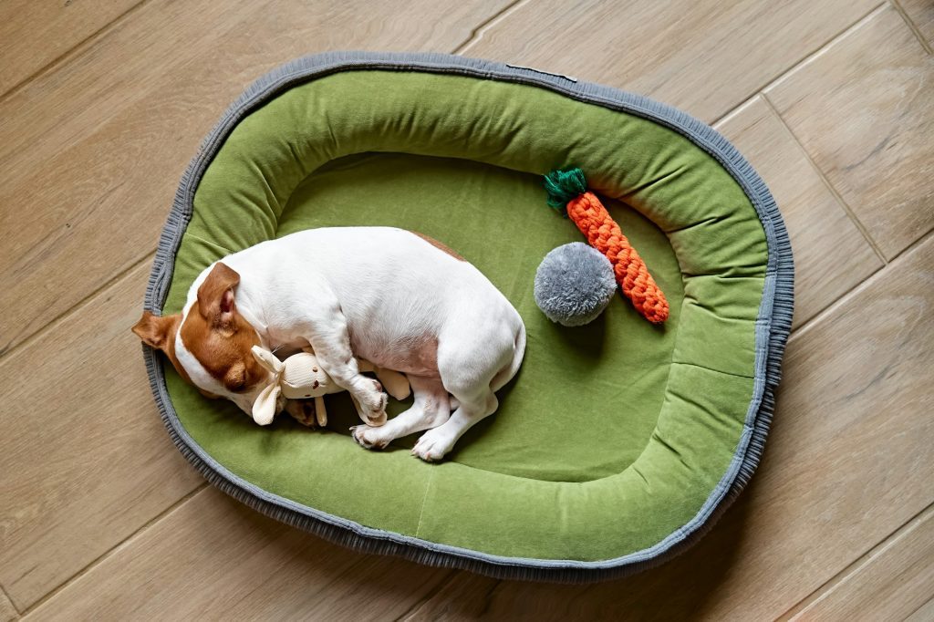 Un lit douillet et quelques jouets peuvent aider votre chien à se détendre, trouvez ce qui lui convient !