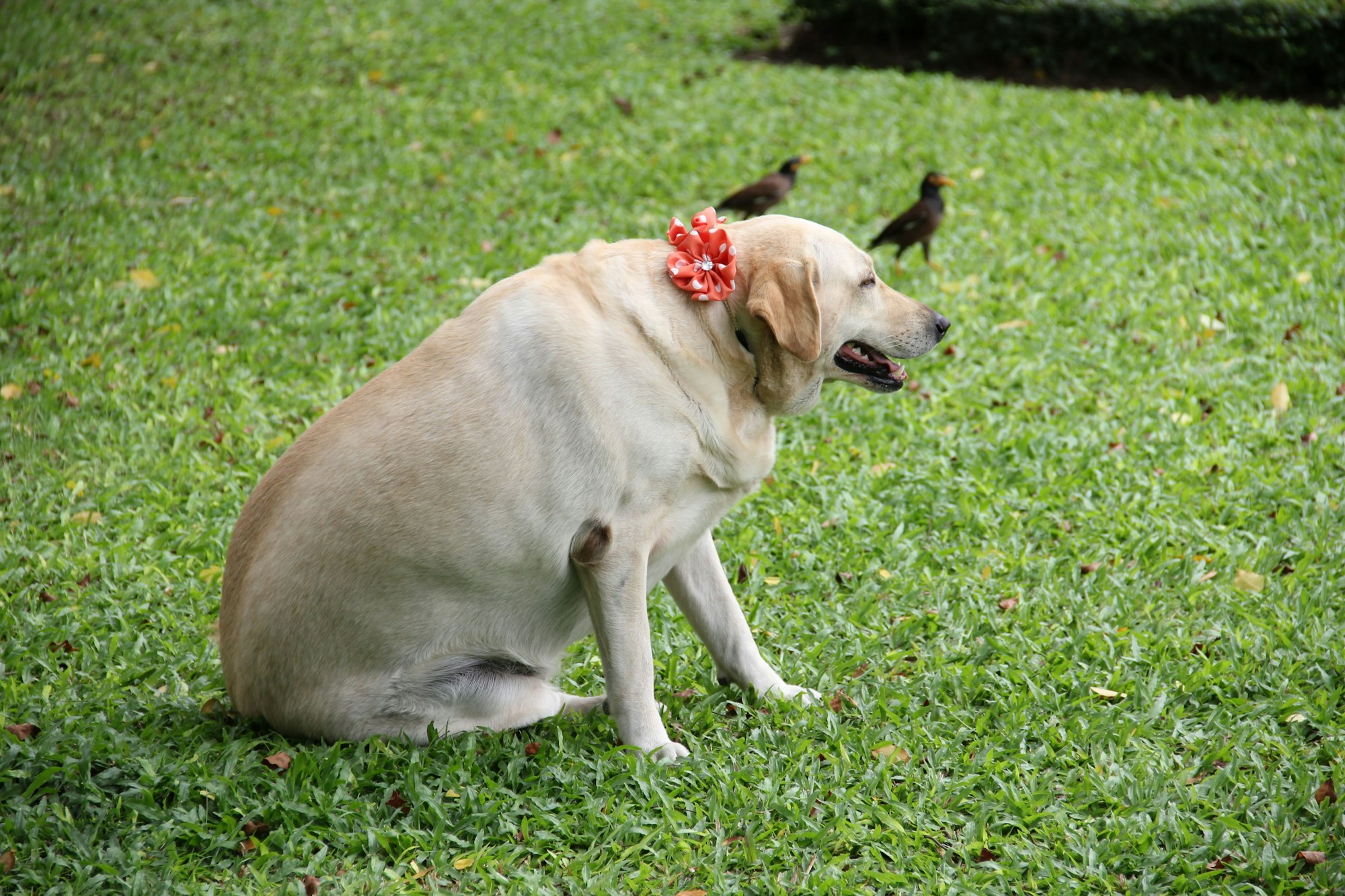 M lanome Chez Le Chien Causes Sympt mes Traitements Goodflair