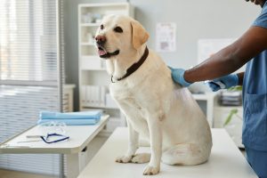 Cancer des glandes sébacées chez un Labrador