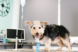 Hémangiosarcome et maladies infectieuses sont des risques qui menacent beaucoup de chiens