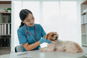 Cancer de l'intestin chez le chien