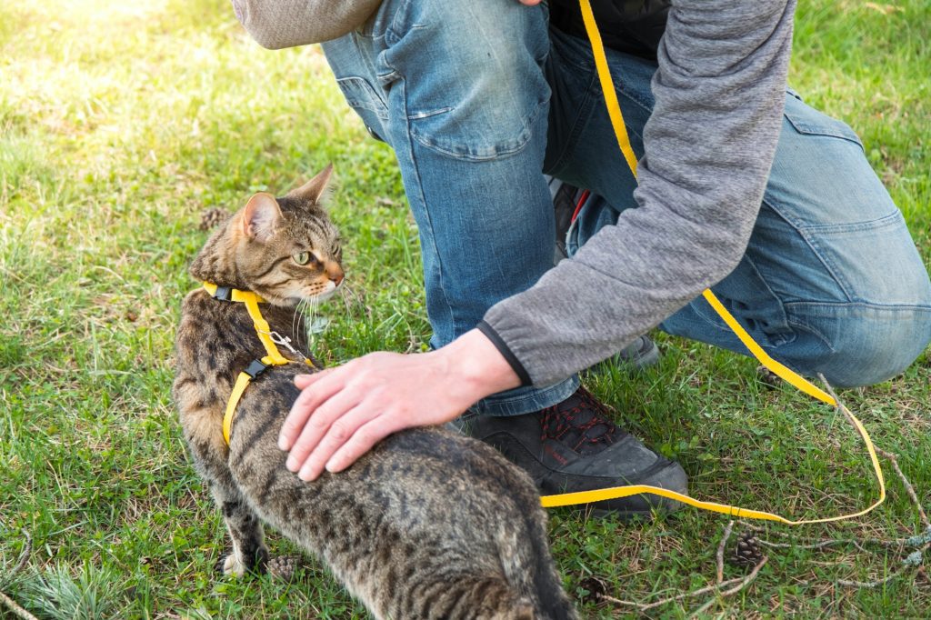 Le harnais pour chat, une alternative pour promener son chat sans l'étrangler !