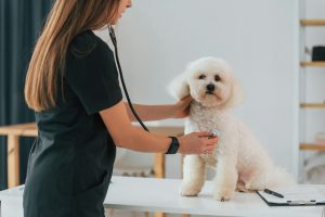 Cancer du foie chez le chien