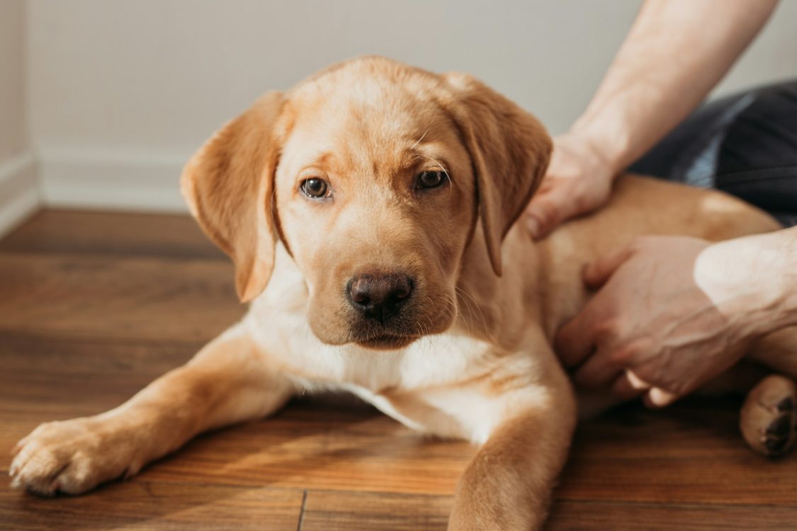 Kystes sébacés chez le chien : causes, symptômes, traitements | Goodflair