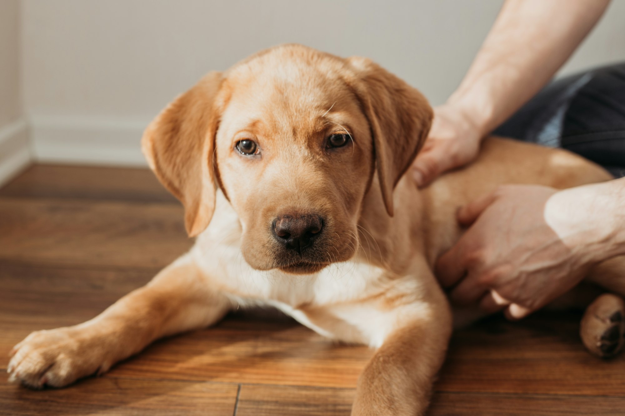 Impétigo chez le chien : causes, symptômes, traitements.