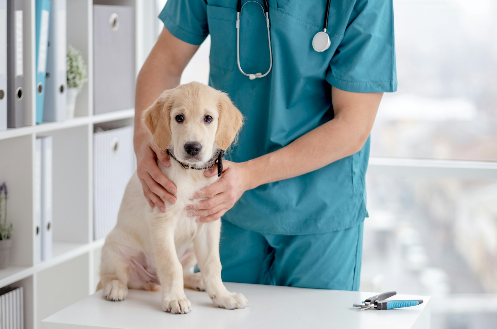 Hernie ombilicale chez le chien causes, symptômes, traitements.