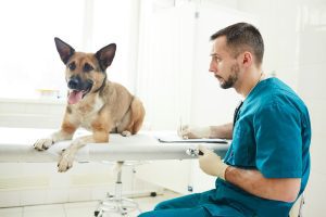 Myotonie congénitale chez le chien