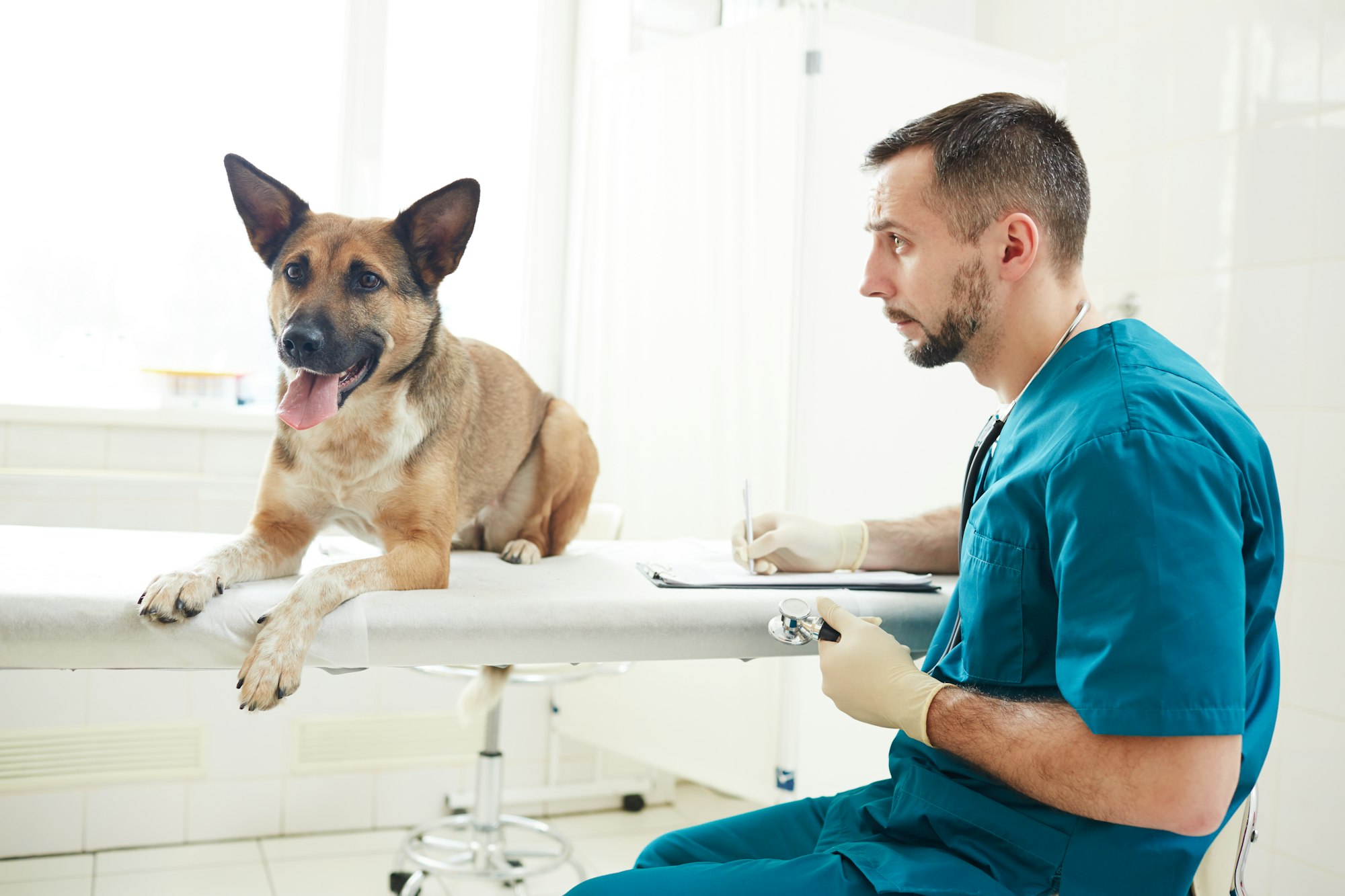 Myotonie Congénitale Chez Le Chien : Causes, Symptômes, Traitements.