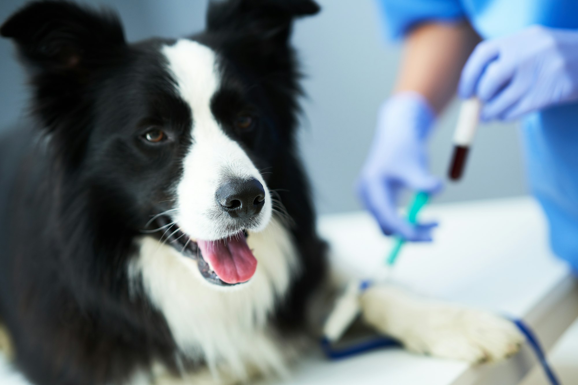Lipome chez le chien causes, symptômes, traitements.