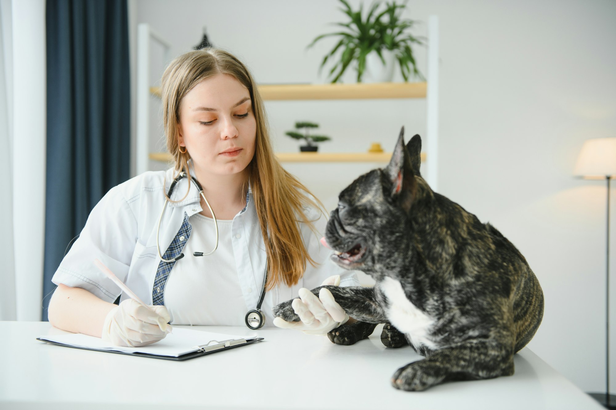 Syndrôme vestibulaire chez le chien causes, symptômes, traitements.