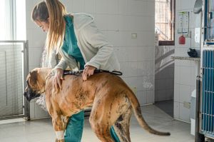 Dysplasie de la hanche chez le chien