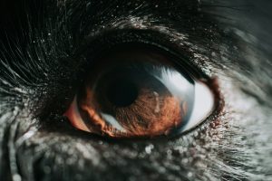 Anomalie de l’œil du Colley chez le chien