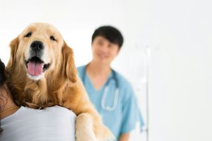 Cardiomyopathie dilatée du chien