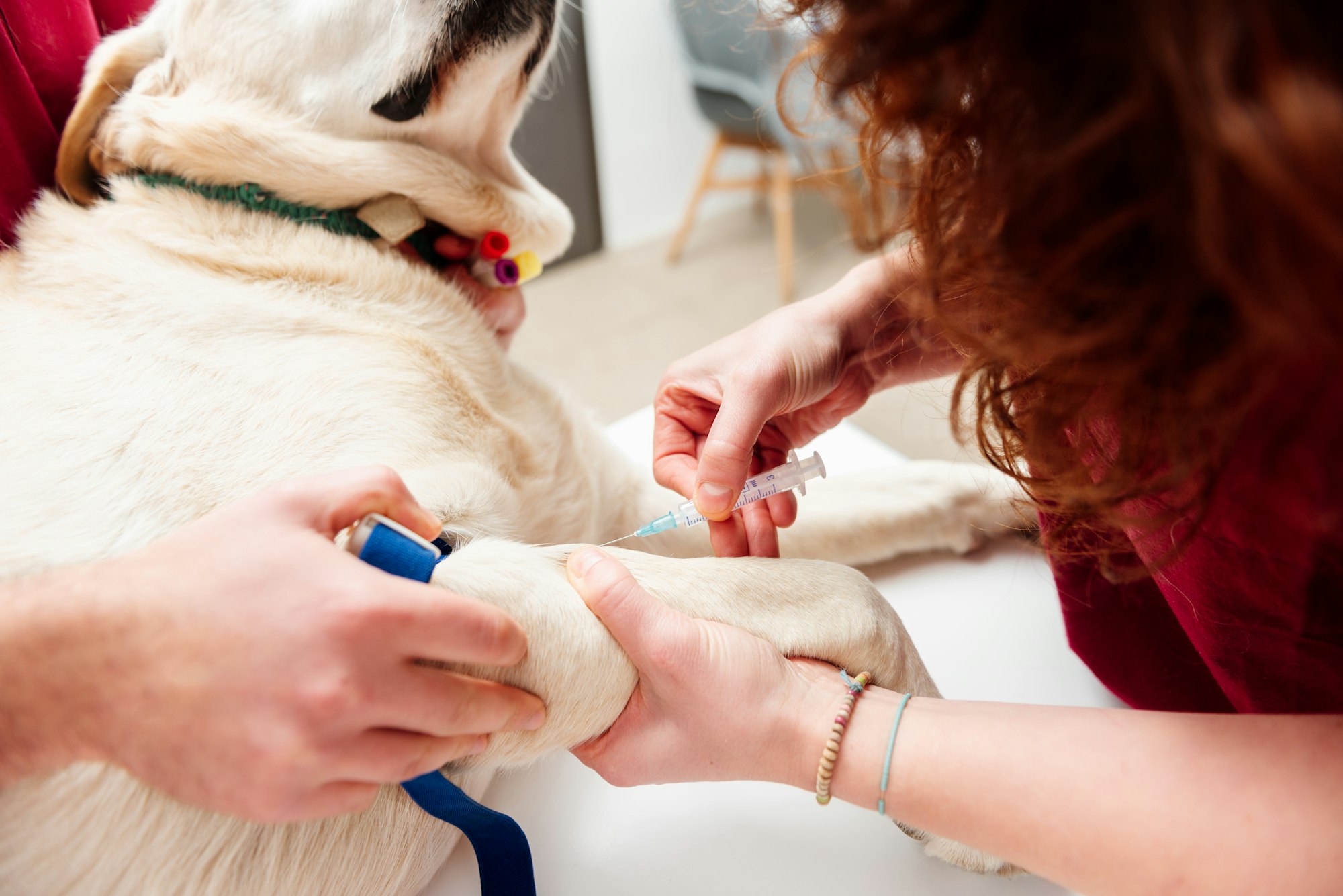 Hémorragie chez le chien : causes, symptômes, traitements | Goodflair