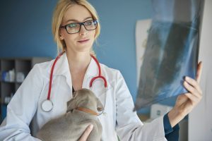 Angiostrongylose du chien