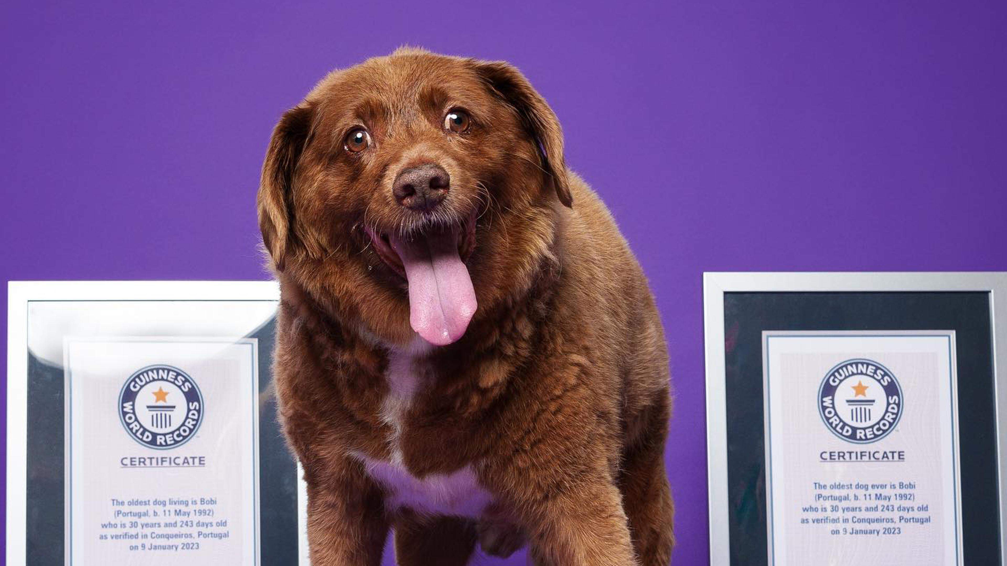 le-plus-vieux-chien-du-monde-connaissez-vous-son-ge-goodflair