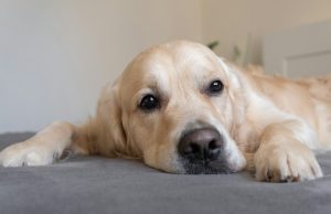 Résignation : ce sentiment existe-t-il chez nos chiens ?