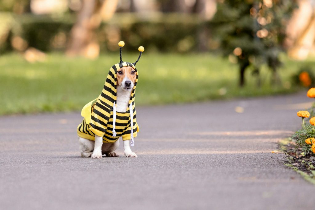 Piqûre d'abeille chez le chien
