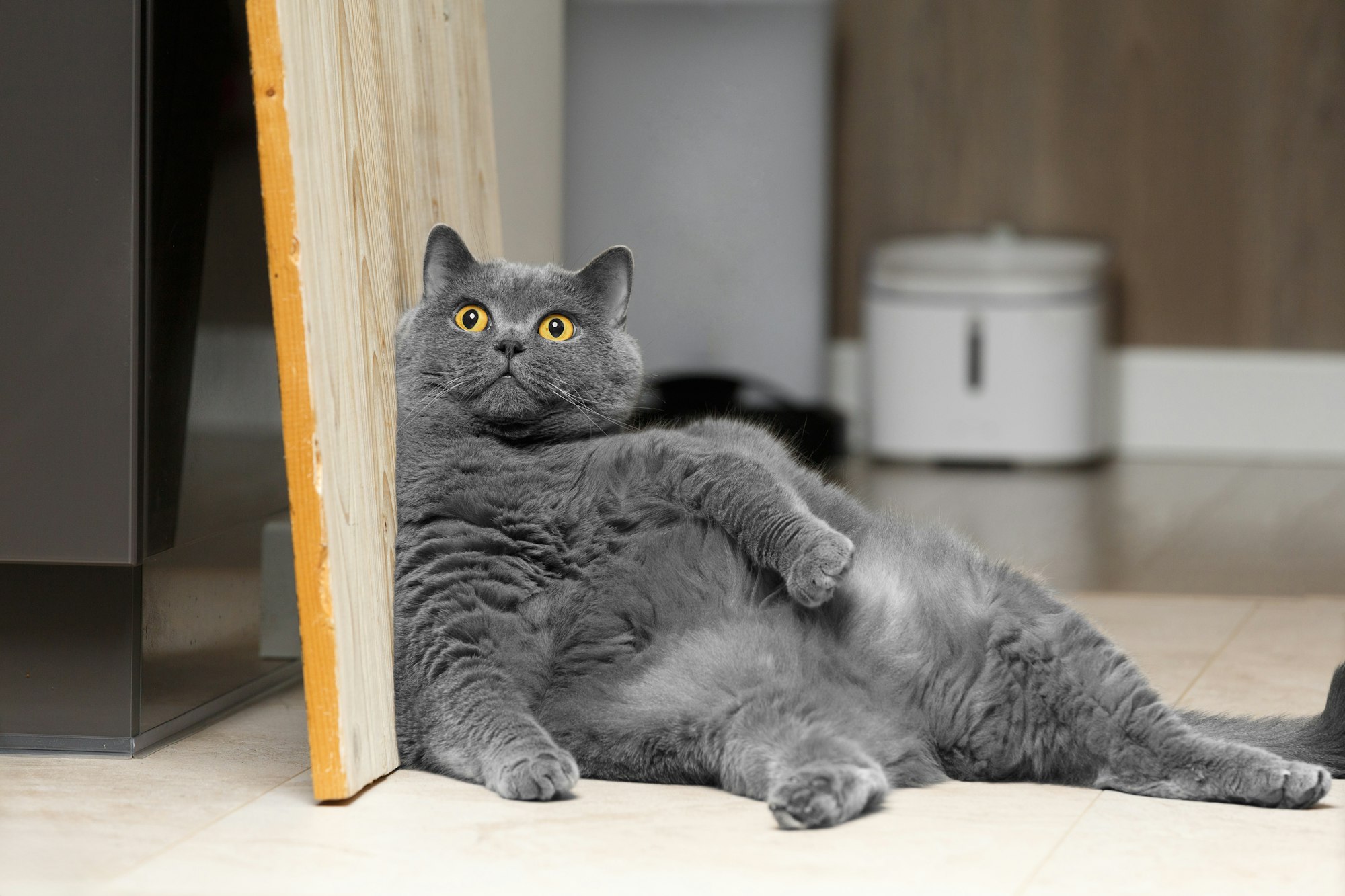 Le lipome du chat quelle est cette boule de graisse ? Goodflair