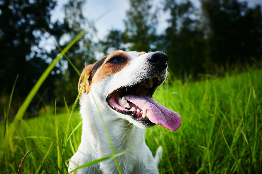 Adorable dog heavily breathing on grass