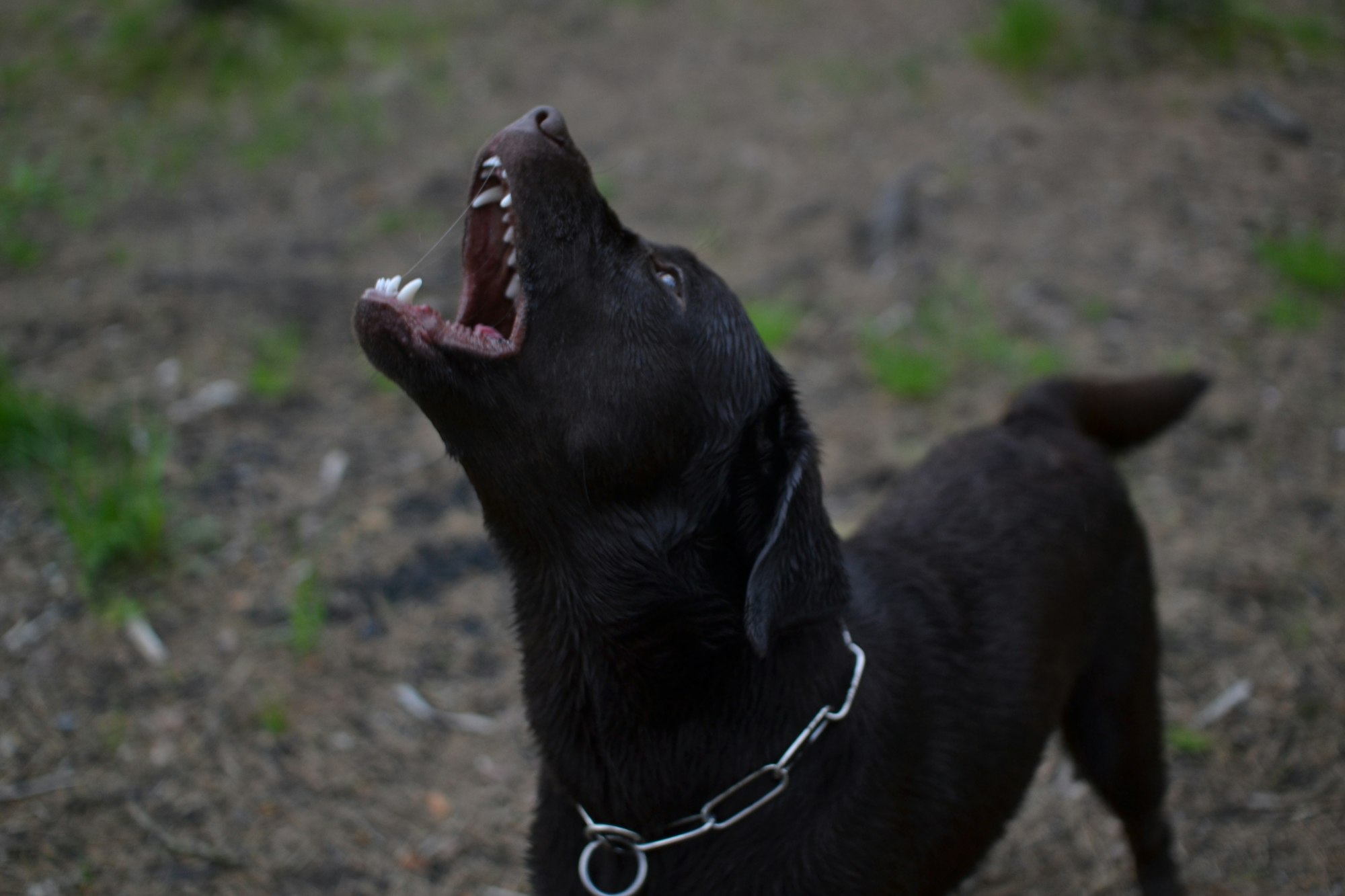 Aboiements du chien : que dit la loi à leur sujet ? | Goodflair