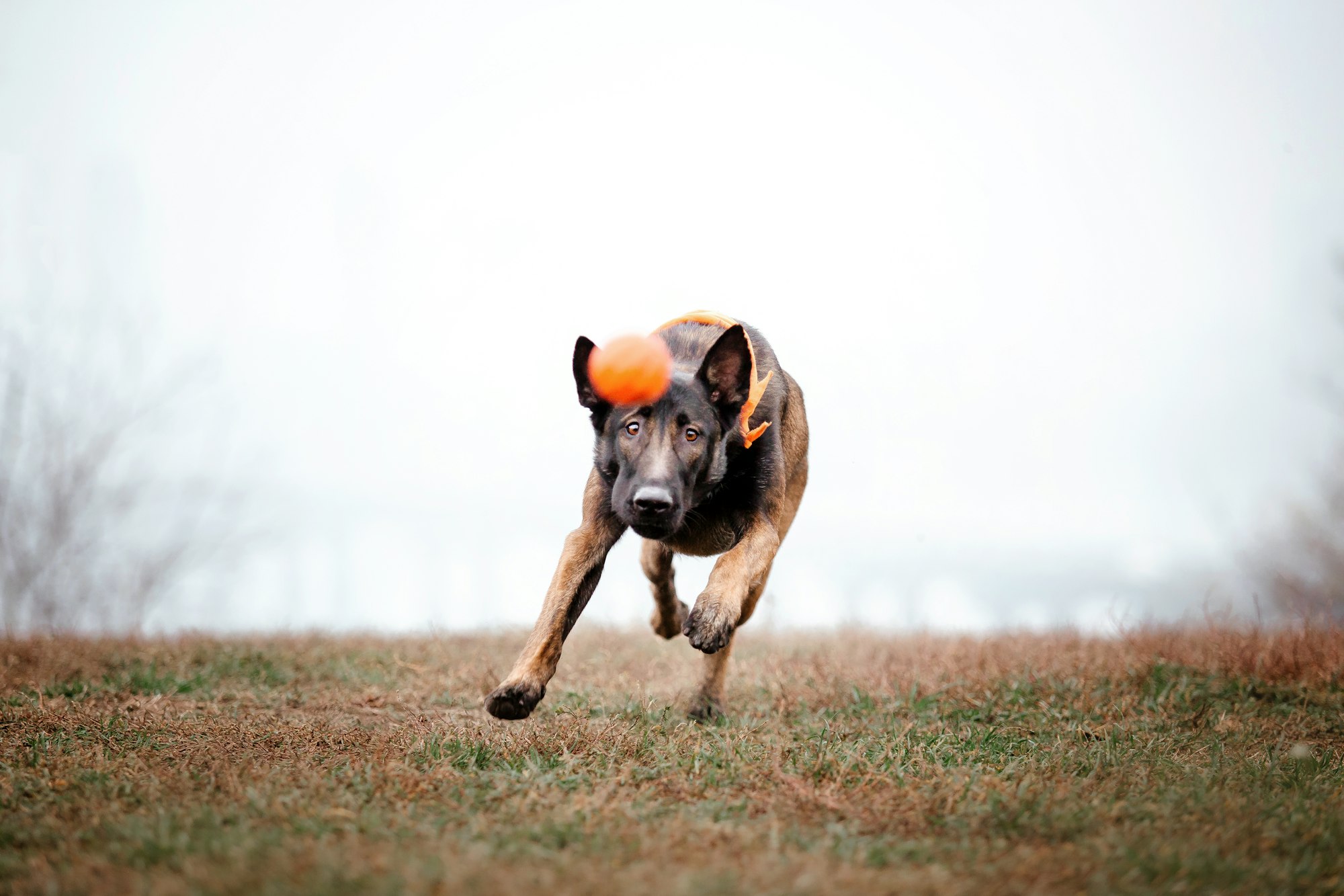 Hémorragie chez le chien : causes, symptômes, traitements | Goodflair