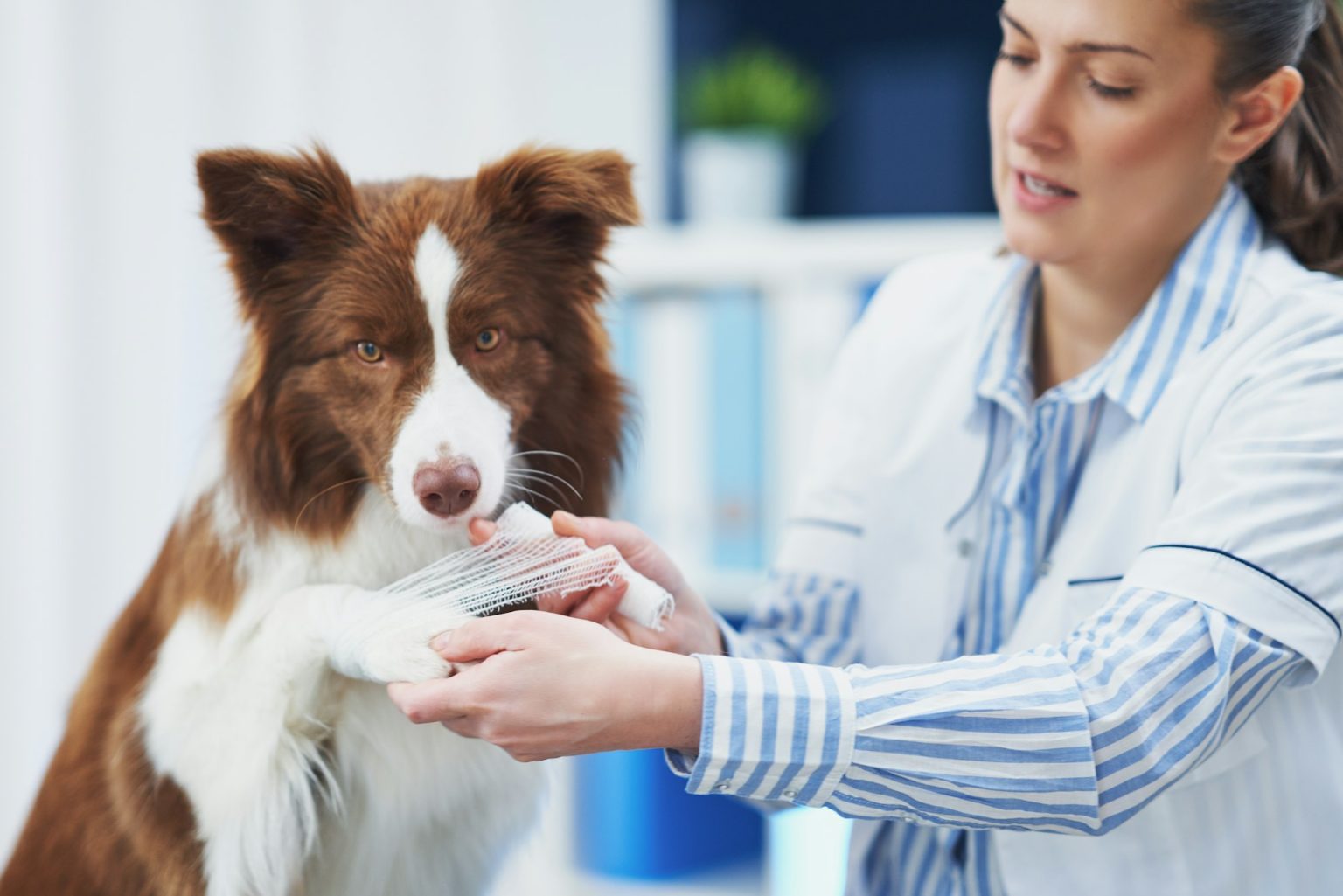 Hémorragie chez le chien : causes, symptômes, traitements | Goodflair