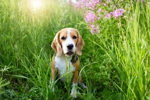 Cute beagle dog in a in blooming lilac flowers of in fireweed.