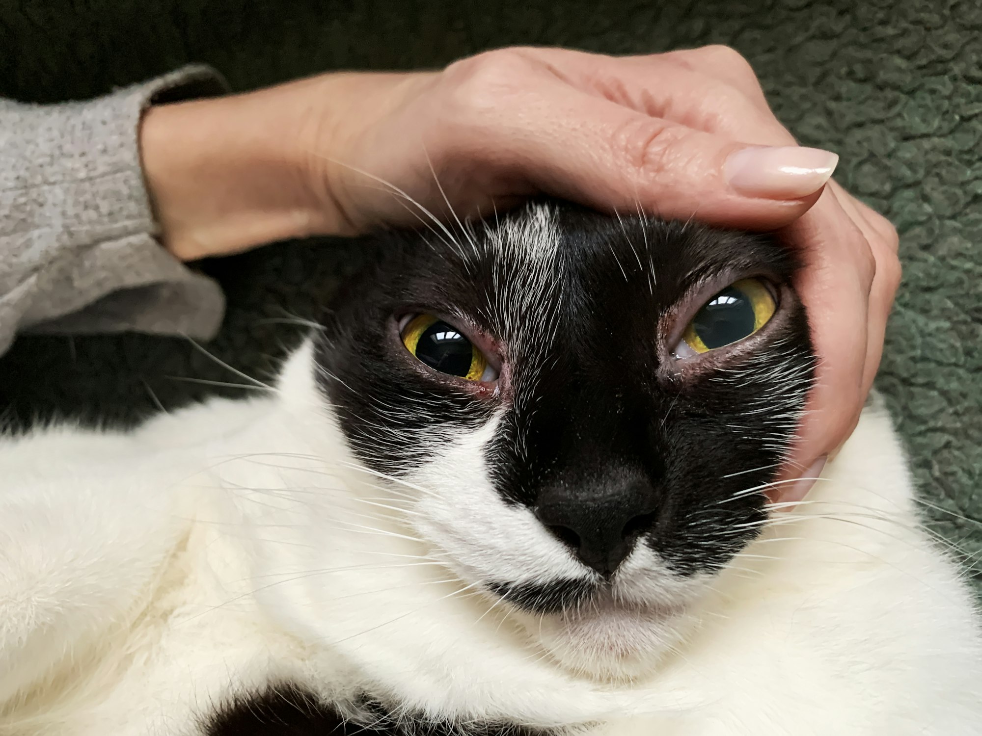 3eme paupière du chat : à quoi sert-elle ? | Goodflair, image size:2000x1500