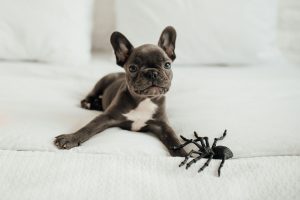 Piqûre d'araignée chez le chien