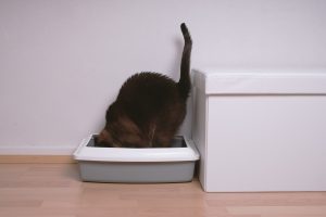 Je fabrique ma propre litière pour chat