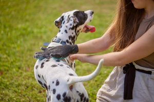 Ces 3 astuces permettront à votre chien de garder un pelage brillant et soyeux