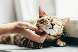 Happy Bengal cat loves being stroked by woman's hand