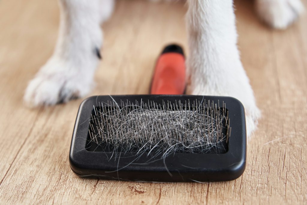 Comment se débarrasser des poils de chien partout à la maison ? Nos conseils