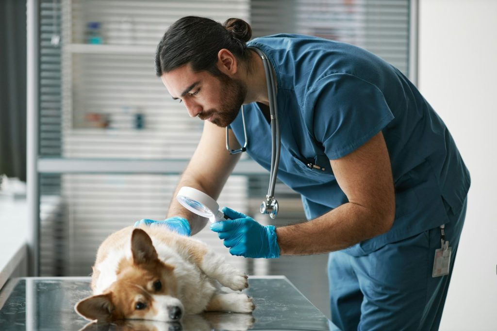 Professional veterinarian with magnifying glass bending over sick corgi dog