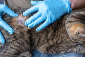 Maladies auto-immunes : votre chat est peut-être concerné
